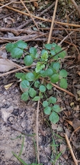 Magnoliopsida