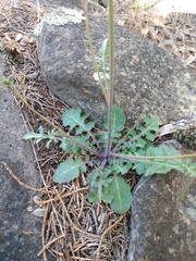 Dryopetalon runcinatum