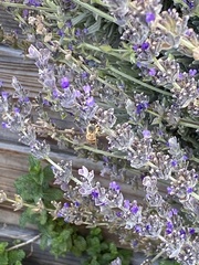 Apis mellifera