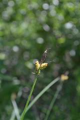 Carex cespitosa