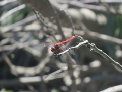 Orthemis nodiplaga