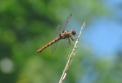 Orthemis nodiplaga