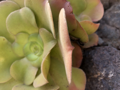 Aeonium canariense image