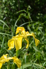 Iris pseudacorus