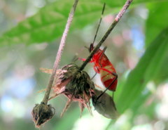 Dysdercus albofasciatus