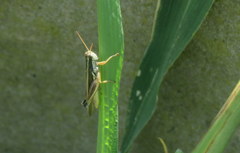 Dichroplus elongatus