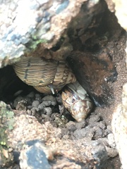 Orthalicus pulchellus