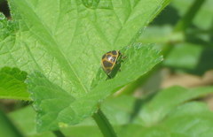 Epilachna paenulata