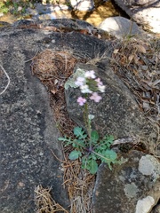 Dryopetalon runcinatum