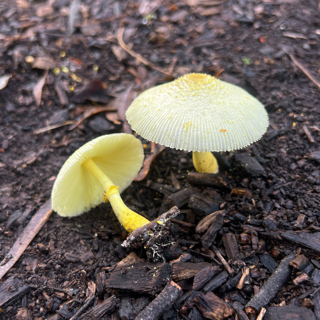 Leucocoprinus birnbaumii · March 2026 · photo: © douch (iNaturalist, cc-by-sa)
