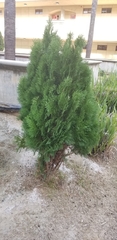 Pinopsida