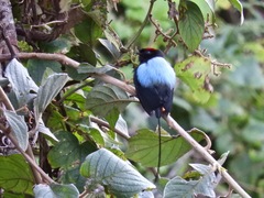 Chiroxiphia linearis
