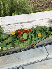 Tropaeolum majus