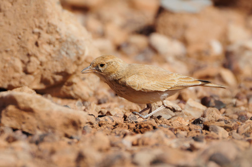 Bar-tailed Lark (Ammomanes cinctura), photo 6