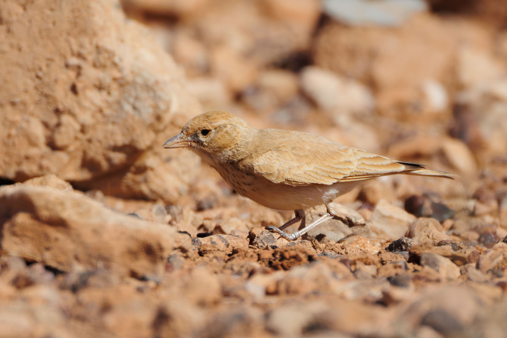 Bar-tailed Lark (Ammomanes cinctura), photo 6