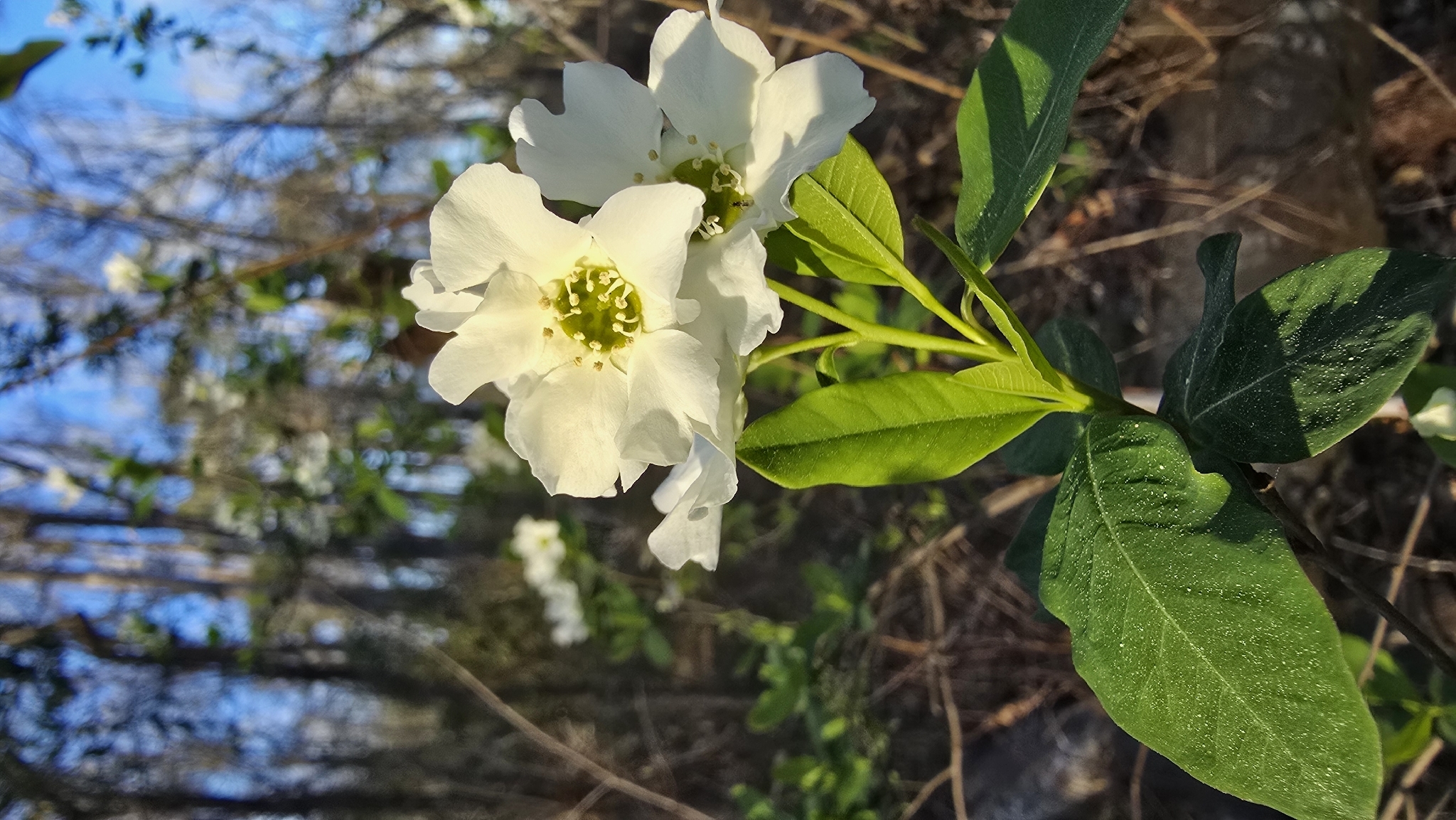 Common Pearlbrush (Exochorda racemosa)
