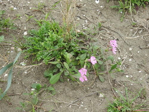 Silene canescens