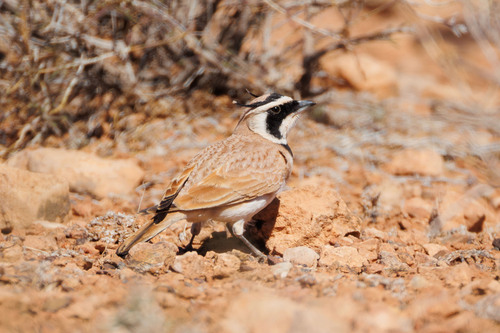Temminck's Lark (Eremophila bilopha), photo 3