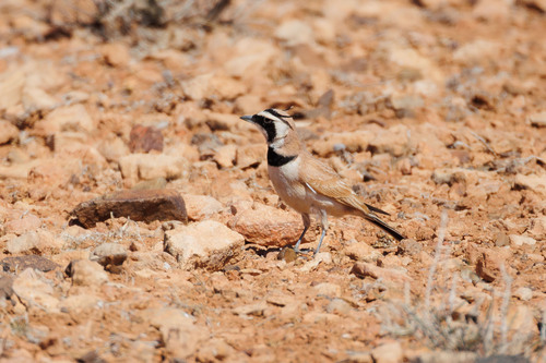 Temminck's Lark (Eremophila bilopha), photo 4