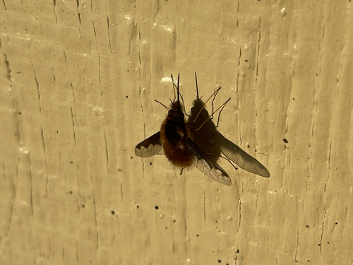 Unknown species found near Wake County, US-NC, US