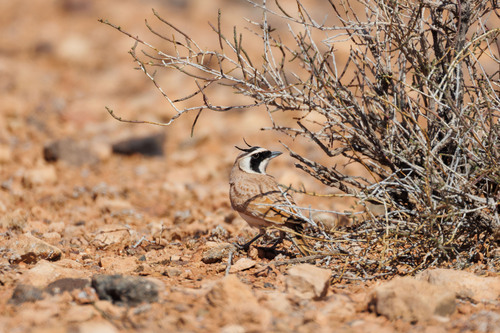 Temminck's Lark (Eremophila bilopha), photo 10