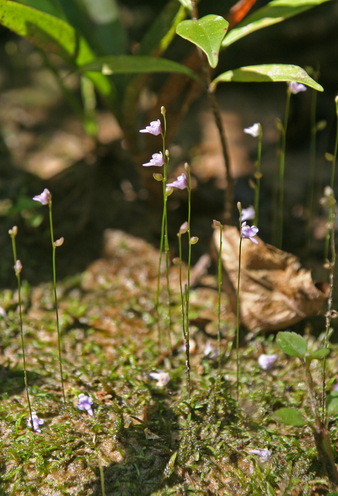 Utricularia geoffrayi Pellegr. 4