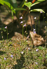 Utricularia geoffrayi