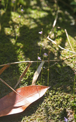 Utricularia geoffrayi