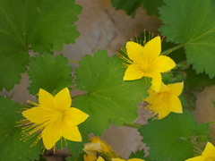 Eucnide bartonioides