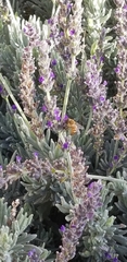 Apis mellifera