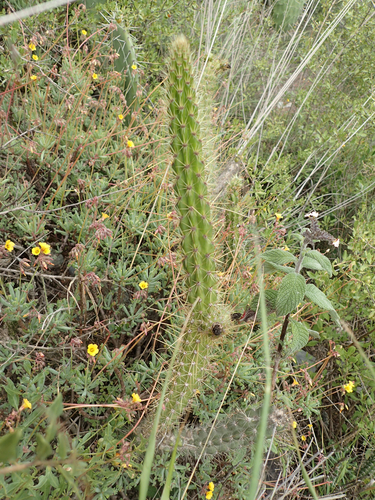 Red Hot Chili Pepper Cactus (Corryocactus erectus)