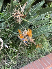 Strelitzia reginae