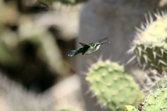 Chlorostilbon mellisugus