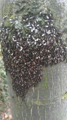 Oxycarenus lavaterae