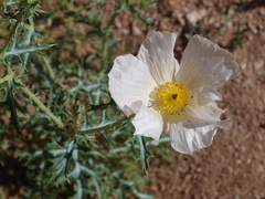 Argemone albiflora texana