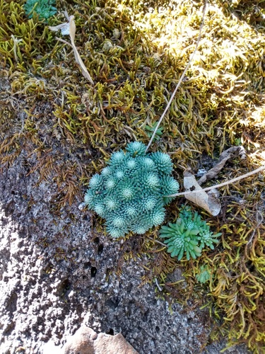 Sedum mellitulum