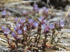 Phacelia quickii