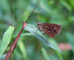 Iambrix salsala salsala