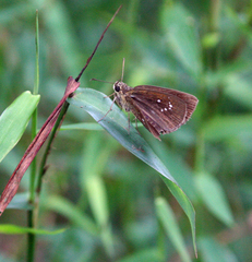 Iambrix salsala salsala