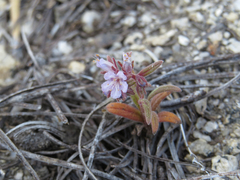 Phacelia quickii