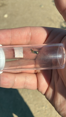 Unknown species found near San Timoteo Arcade Trail, Redlands, CA, US