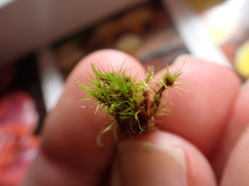Rusty Swan-neck Moss (Campylopus flexuosus)