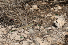Ameiva bifrontata