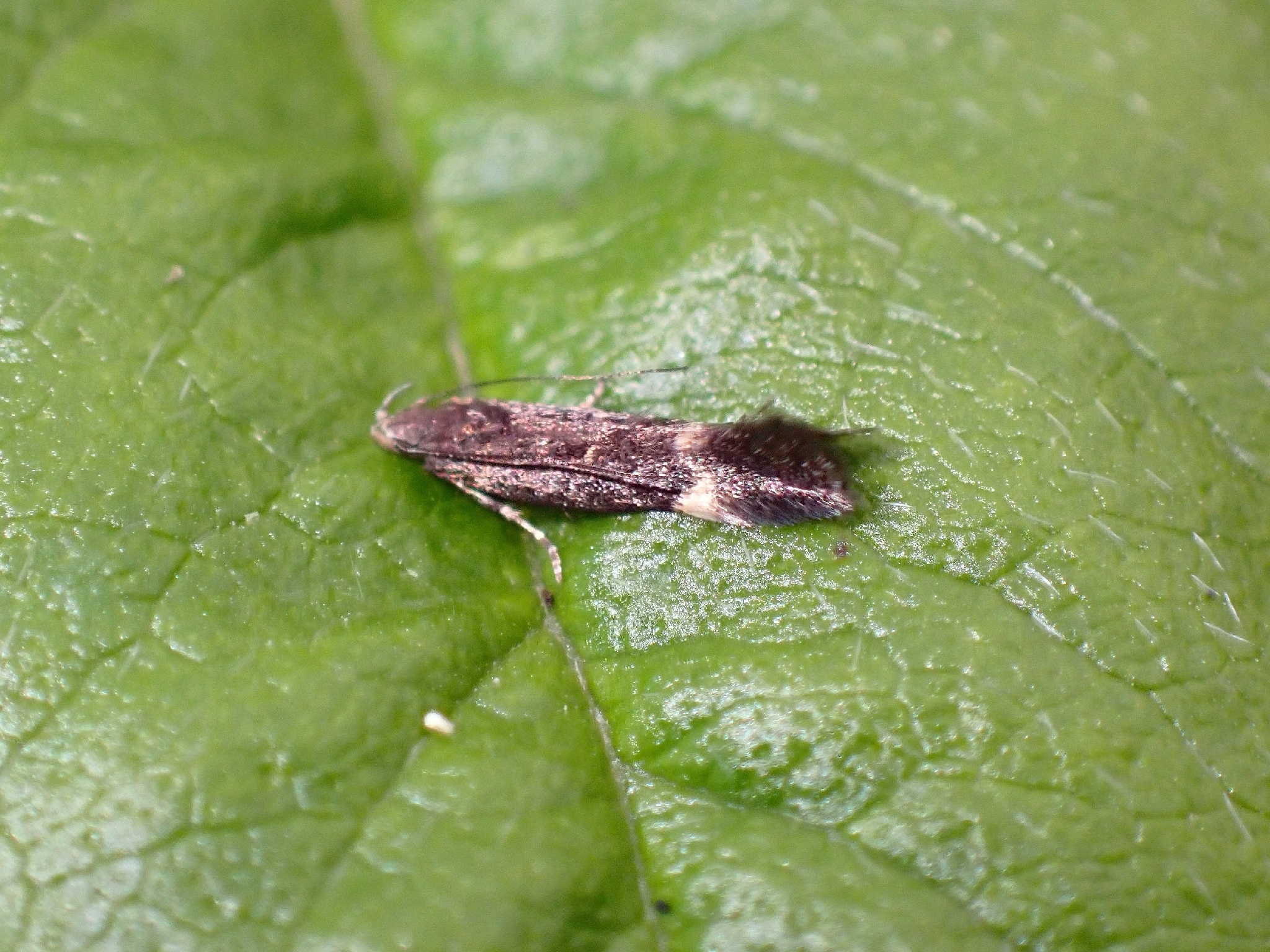 Aproaerema anthyllidella