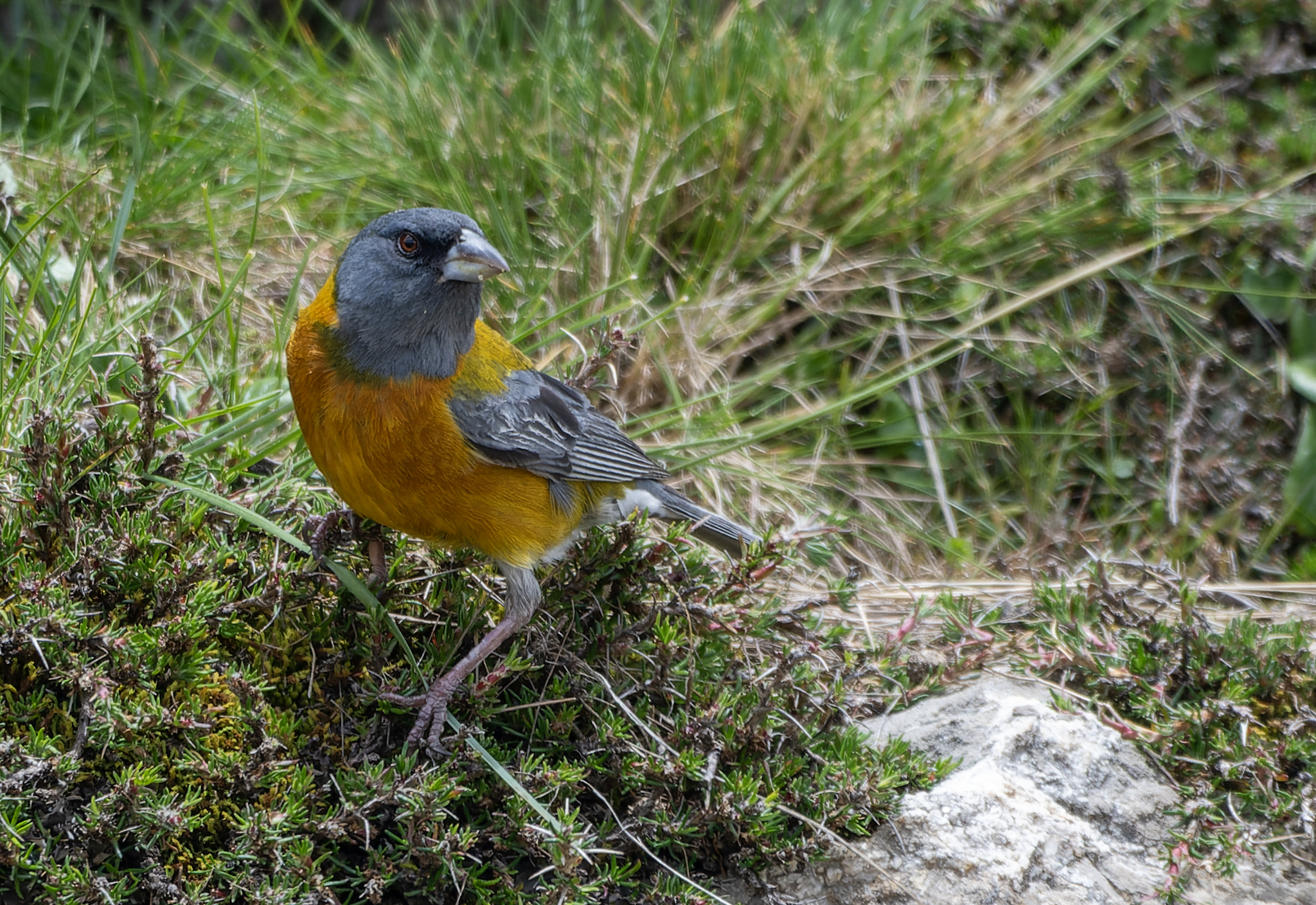 Peruvian Sierra Finch (Phrygilus punensis), photo 2