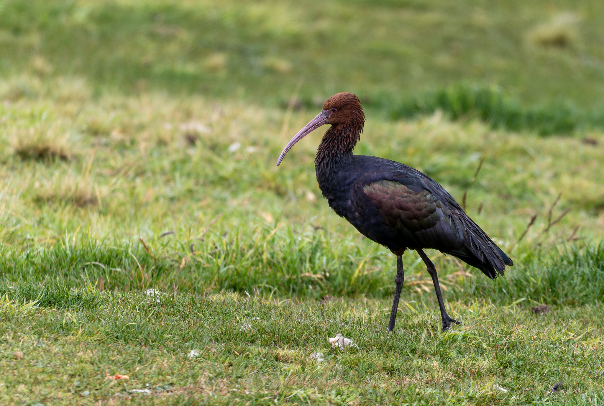 Puna Ibis (Plegadis ridgwayi), photo 10