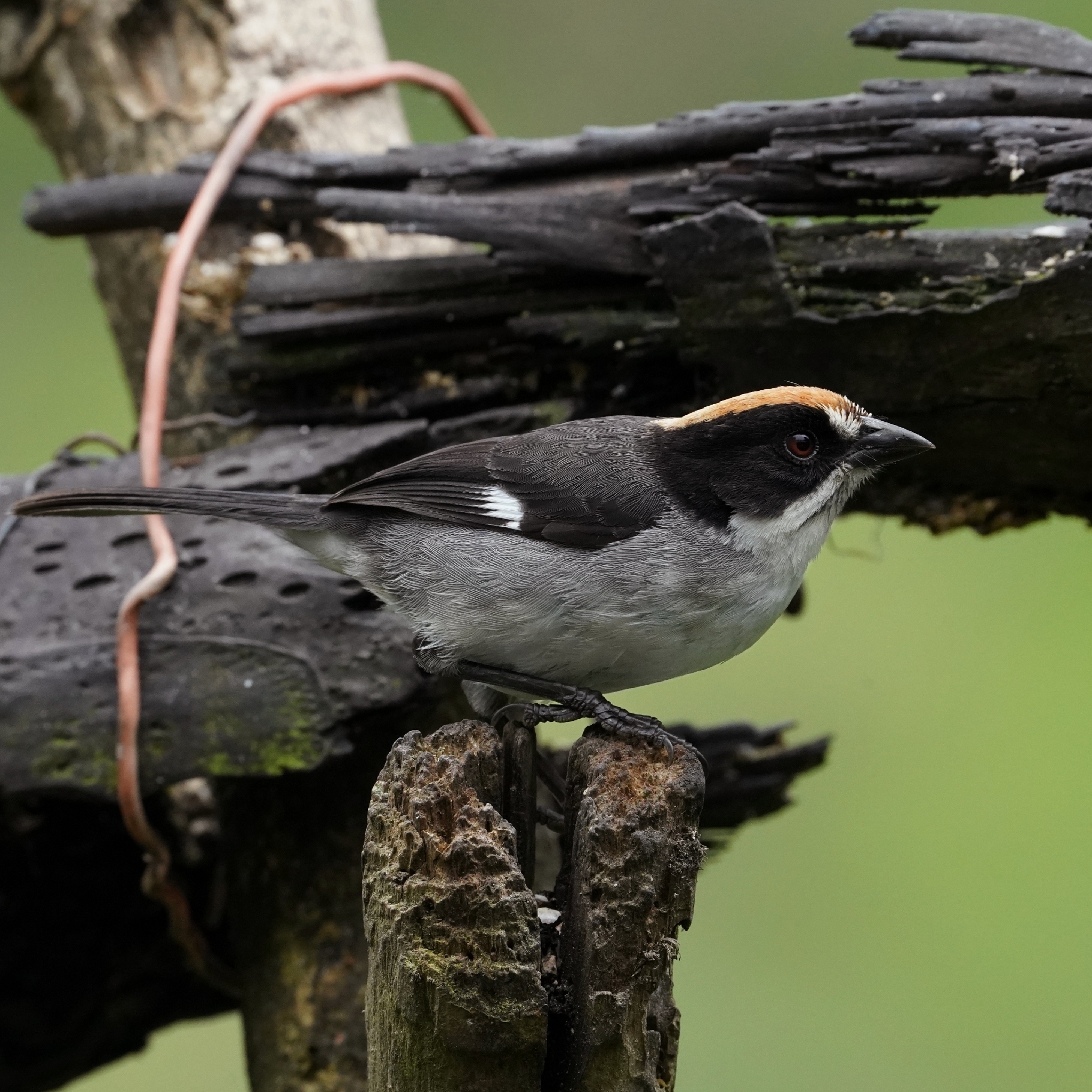 White-winged Brushfinch (Atlapetes leucopterus), photo 1