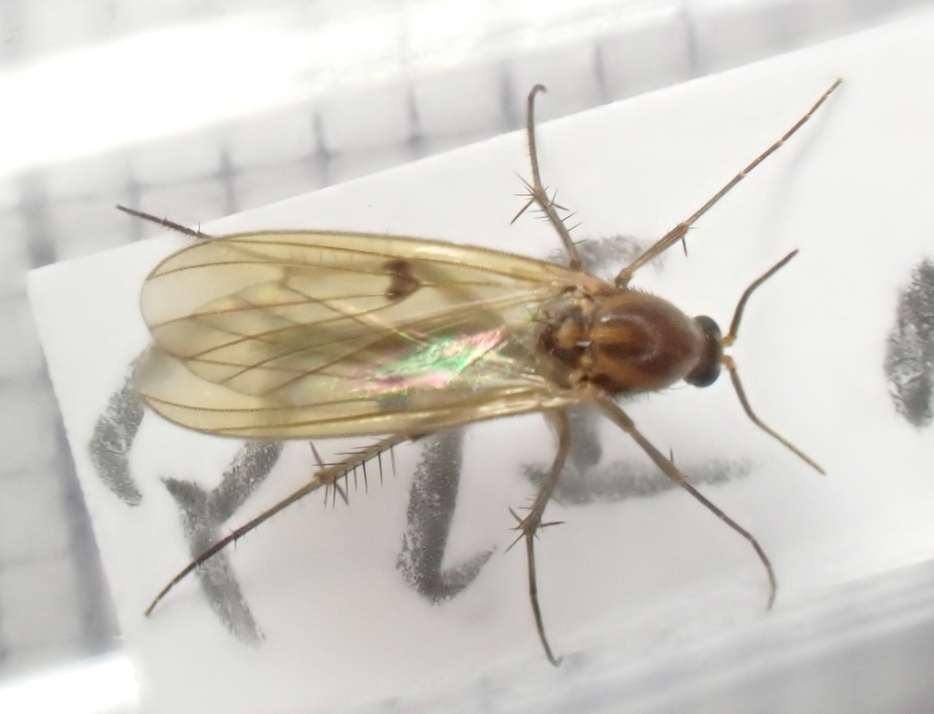 Mycetophila unipunctata