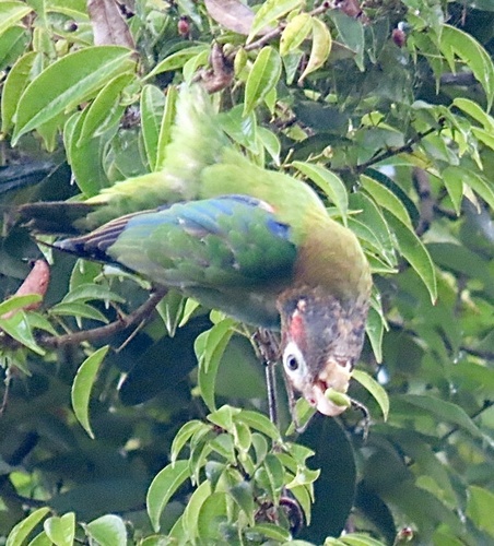 Brown-hooded Parrot (Pyrilia haematotis), photo 10