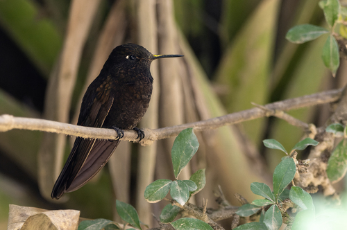 Black Metaltail (Metallura phoebe)